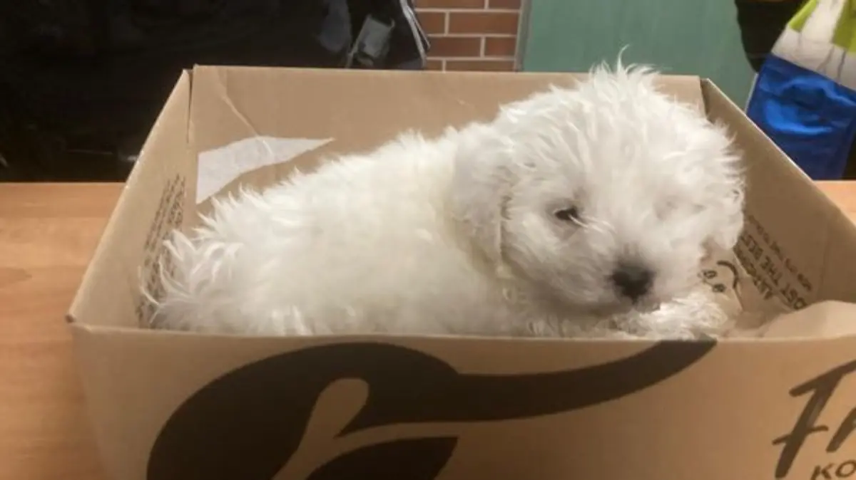 Endlich im Warmen: Der kleine Hund erholt sich auf der Polizeiwache