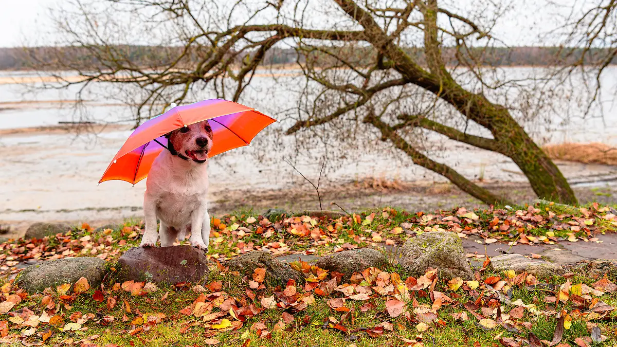 Wettertrend-im-Advent-Winter-macht-Pause-bevor-es-zu-Weihnachten-k-lter-und-spannend-wird-