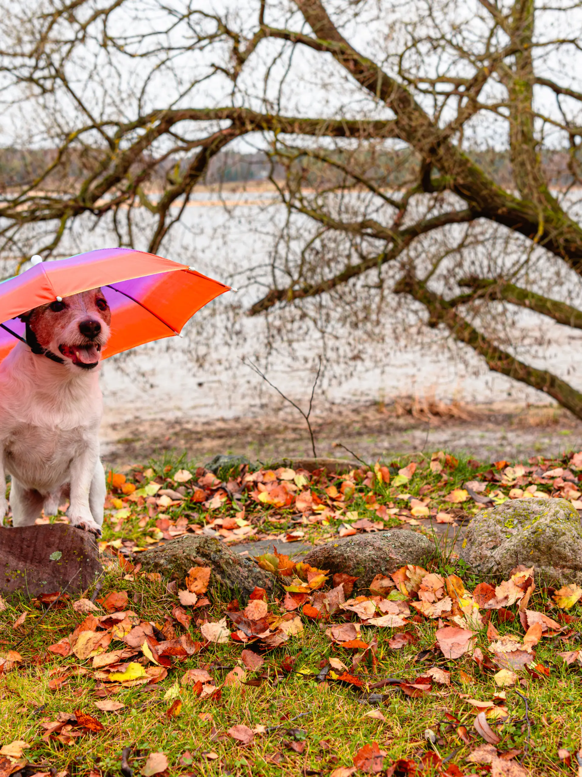 Hund im Regenwetter