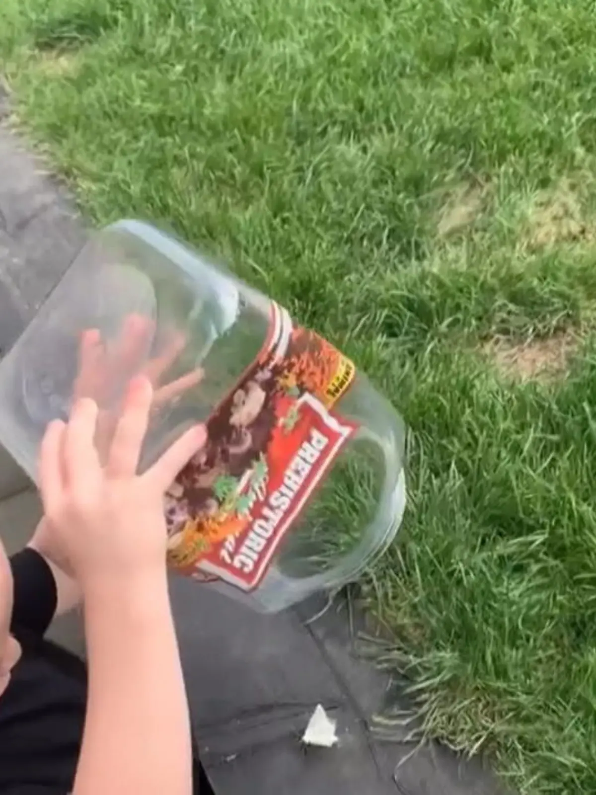 Bild zu: "Familienhund frisst Schmetterling"