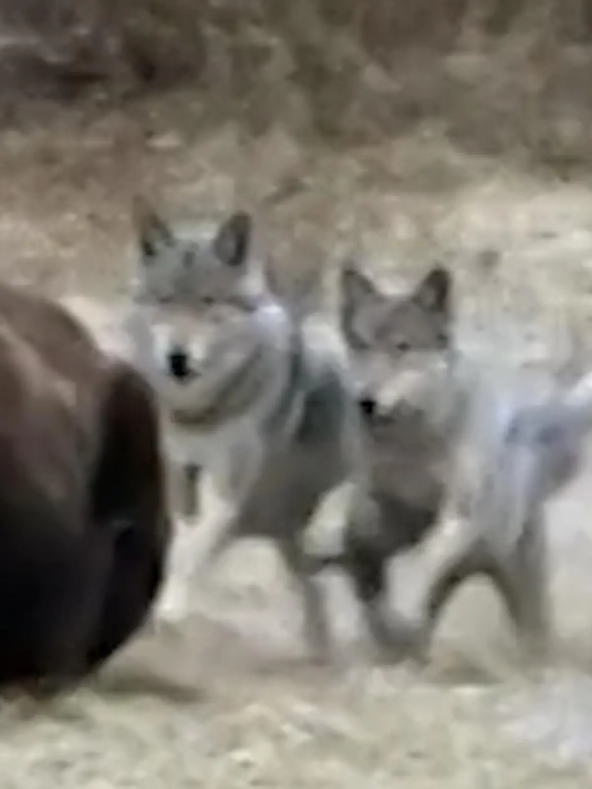 Bild zu: "Kampf um fette Beute! Wolfsrudel fetzt sich gnadenlos mit Grizzlybär"