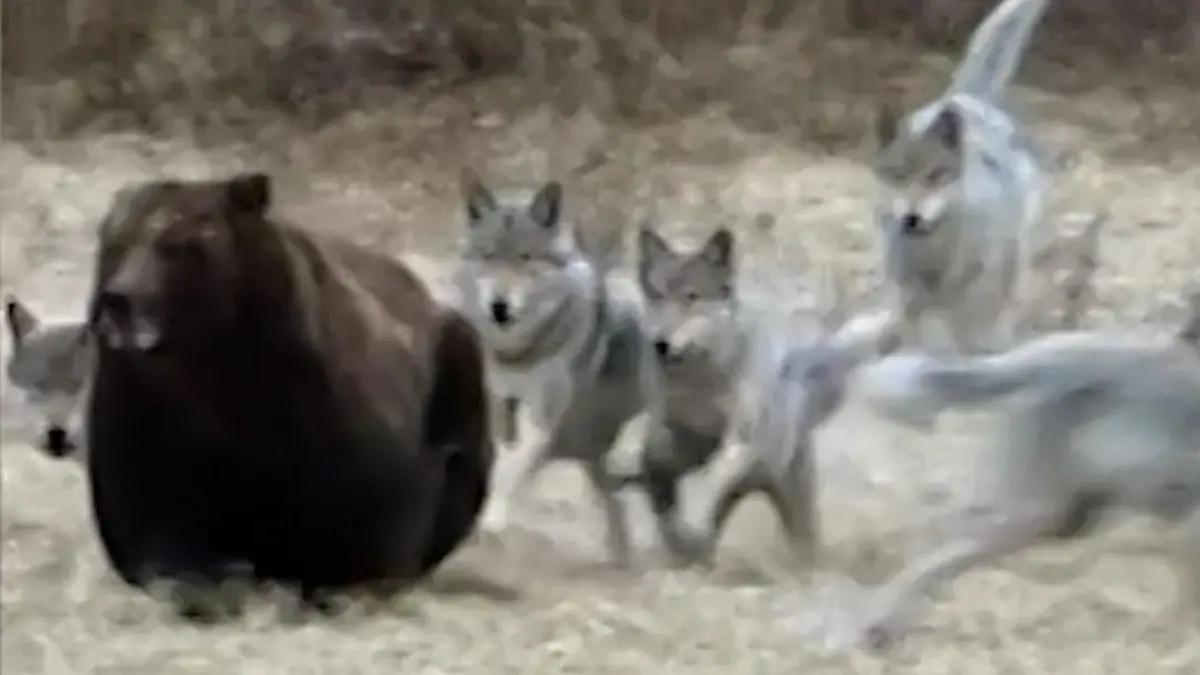Kampf um fette Beute! Wolfsrudel fetzt sich gnadenlos mit Grizzlybär Wer trickst hier wen aus?
