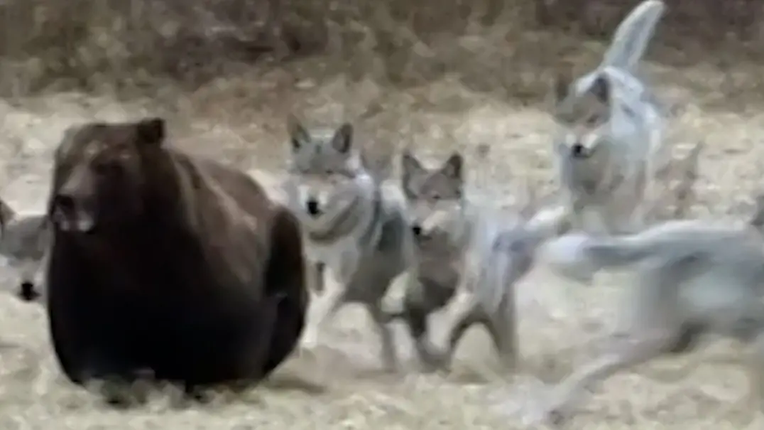 Yellowstone-Wolfsrudel-greift-Grizzlyb-r-an-um-ihm-als-Team-die-Beute-wegzuschnappen-