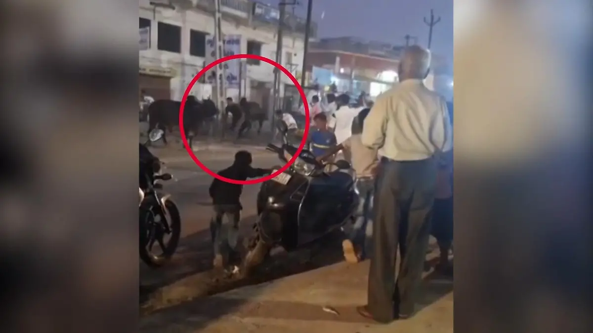 Mann will Stier-Streit schlichten – dann wird er durch die Luft geschleudert Angriffe nehmen zu