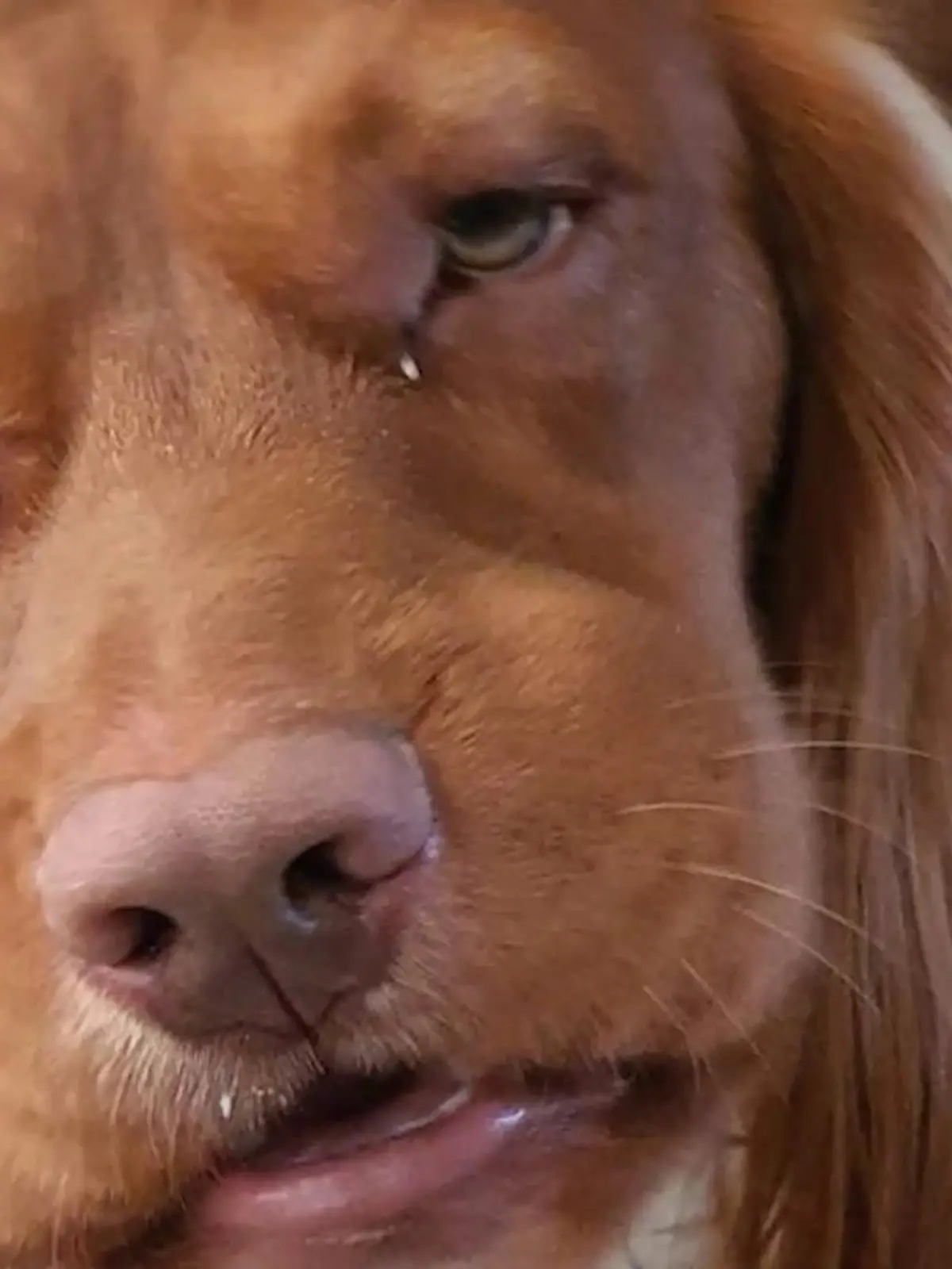 Bild zu: "Hund schnüffelte an Riesenbärenklau"