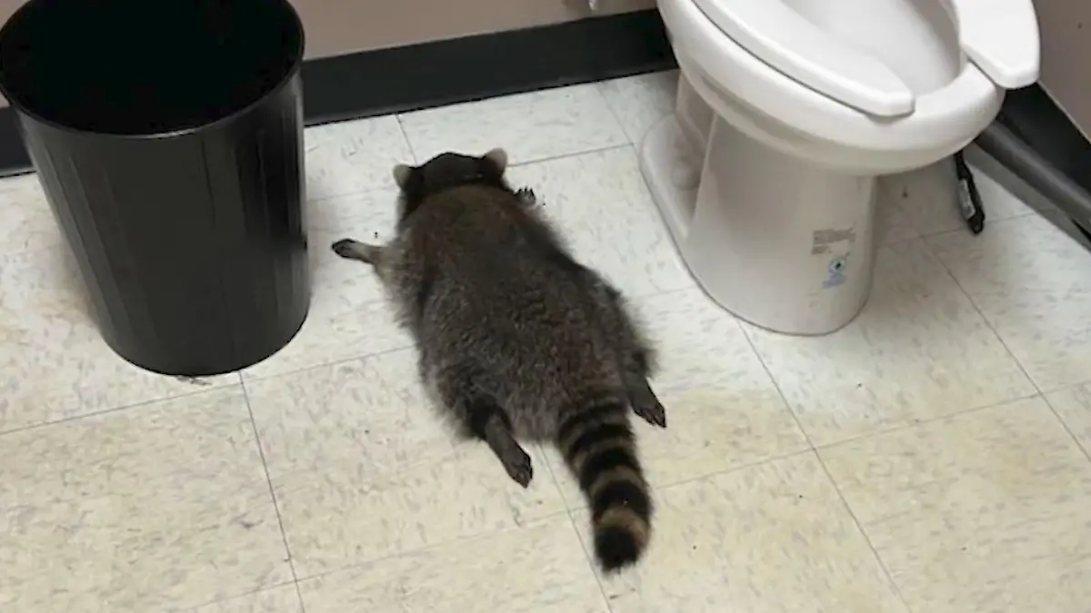 Wie im Rausch! Waschbär plündert Schnapsladen – dann Katerstimmung Vor dem Klo umgefallen