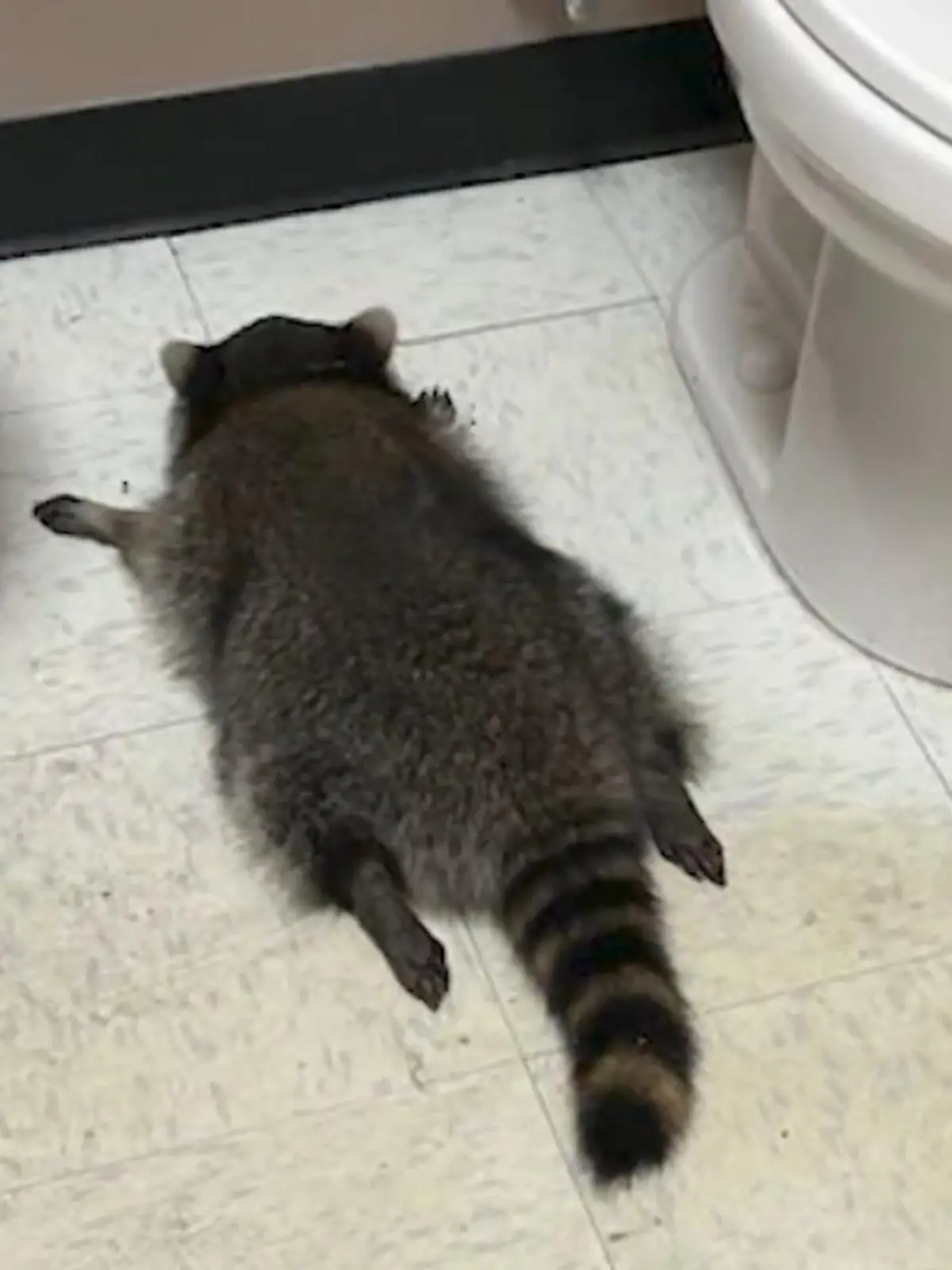 Bild zu: "Wie im Rausch! Waschbär plündert Schnapsladen – dann Katerstimmung"