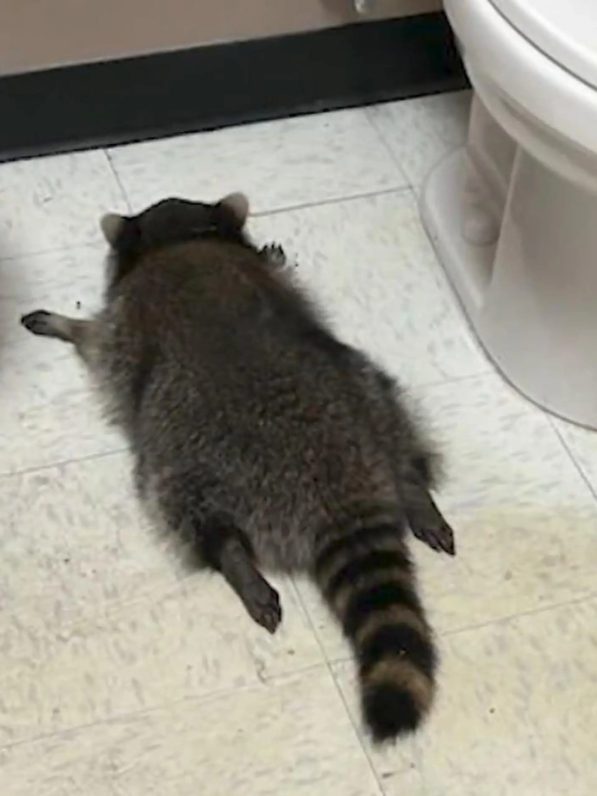 Bild zu: "Wie im Rausch! Waschbär plündert Schnapsladen – dann Katerstimmung"