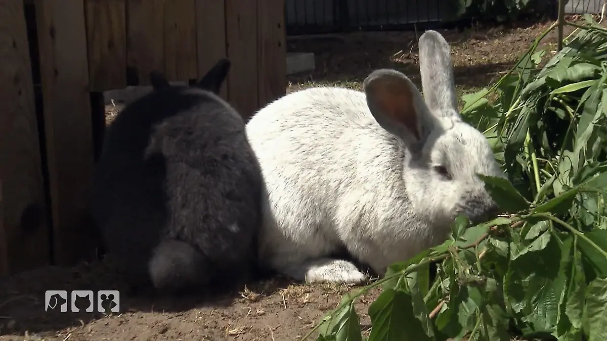 Ein neues Zuhause für kleine Nager Notstation Glückspfötchen