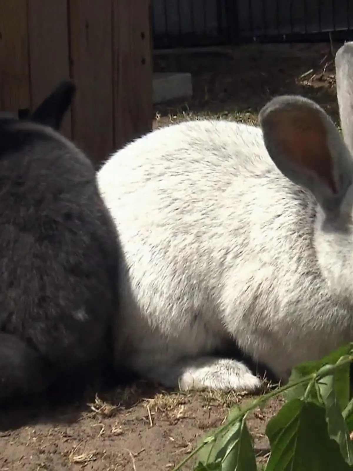 Bild zu: "Ein neues Zuhause für kleine Nager"