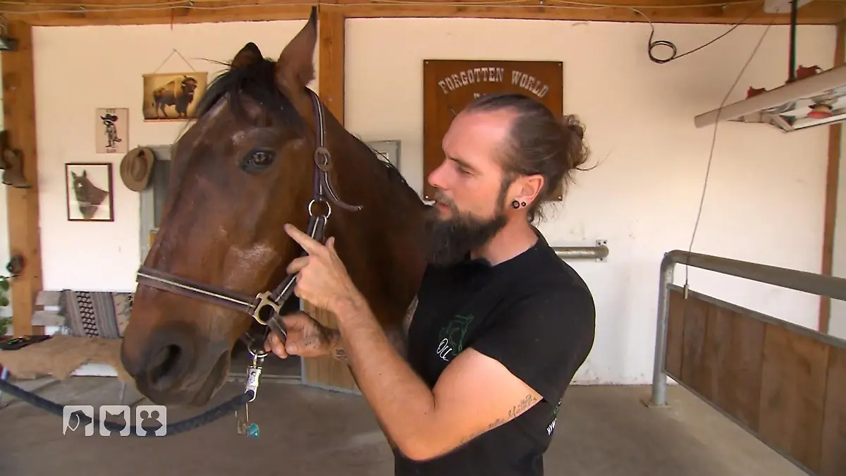 Gesundheitscheck bei Stute Flamenco Nach Zahnarztbesuch