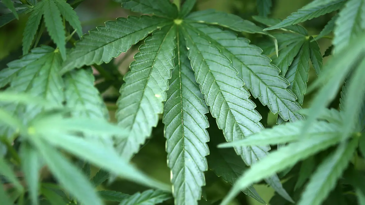 ARCHIV - 15.07.2014, Nordrhein-Westfalen, Köln: Hanf-Pflanzen (Cannabis) wachsen in einem Garten. (Zu dpa «Drogenbeauftragte: Höherer Eigenbedarf für Cannabis «bittere Pille») Foto: Oliver Berg/dpa +++ dpa-Bildfunk +++