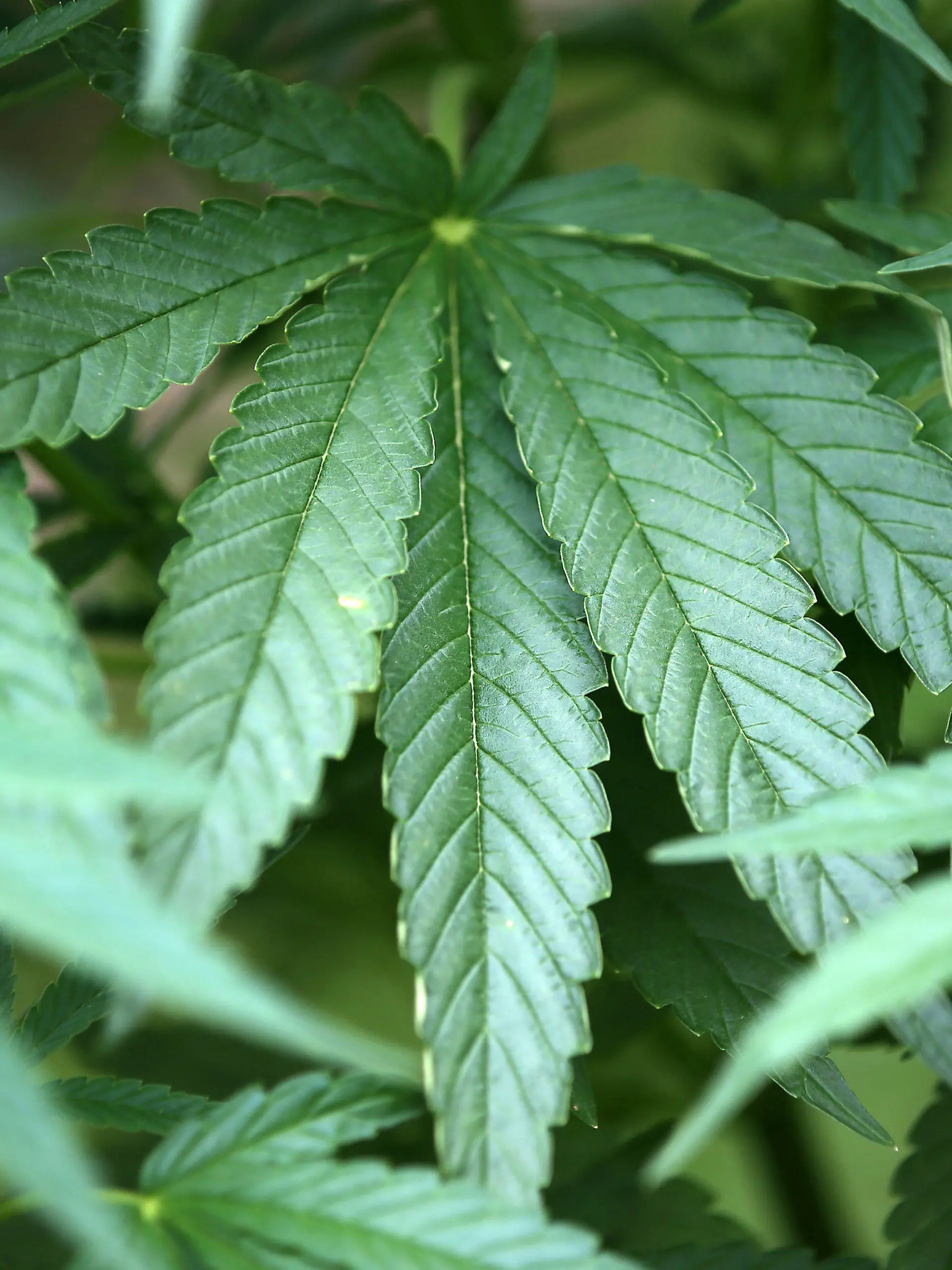 ARCHIV - 15.07.2014, Nordrhein-Westfalen, Köln: Hanf-Pflanzen (Cannabis) wachsen in einem Garten. (Zu dpa «Drogenbeauftragte: Höherer Eigenbedarf für Cannabis «bittere Pille») Foto: Oliver Berg/dpa +++ dpa-Bildfunk +++