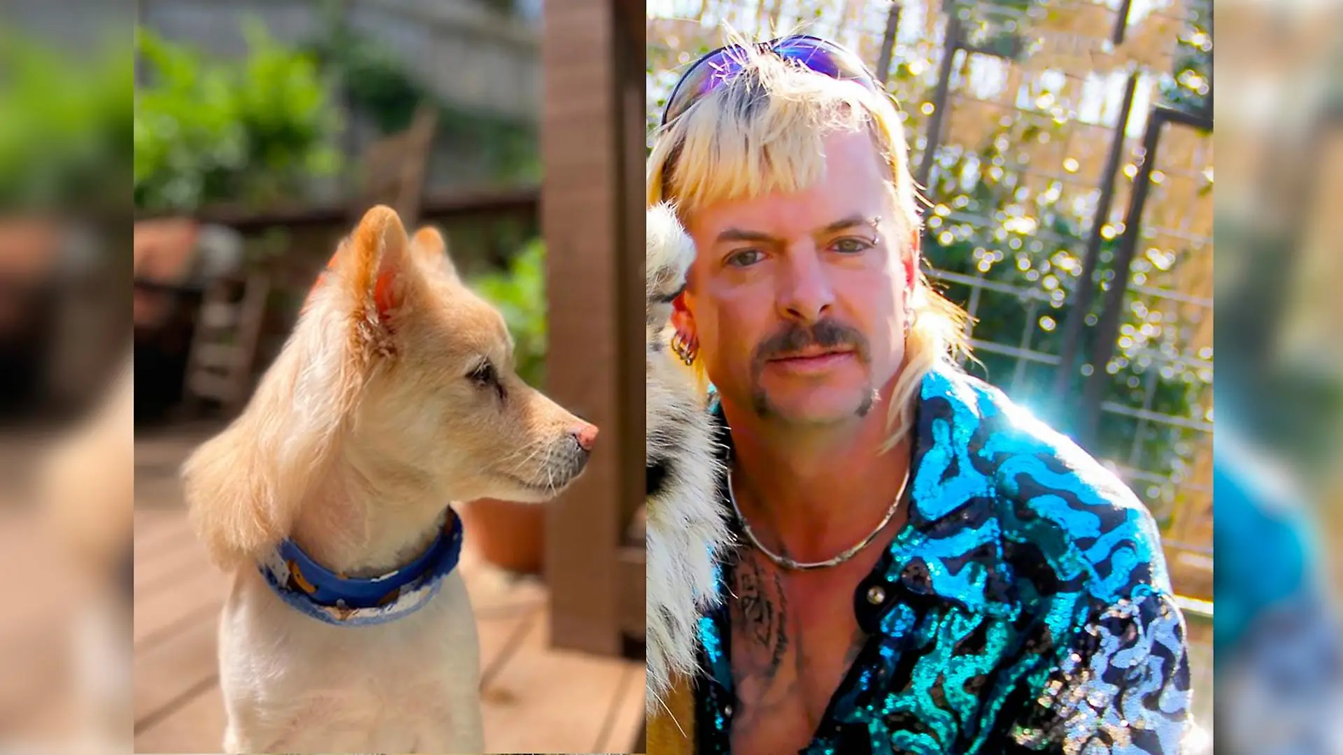 Joe Exotic Hund Vokuhila
