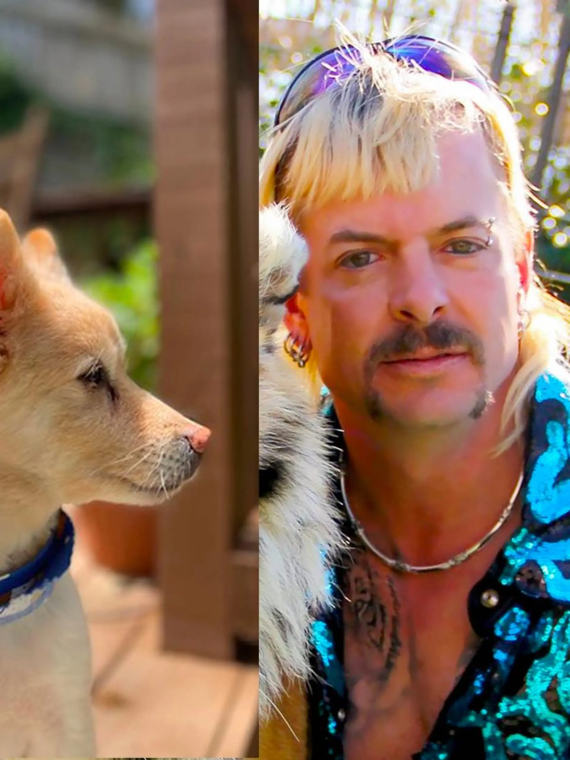 Joe Exotic Hund Vokuhila