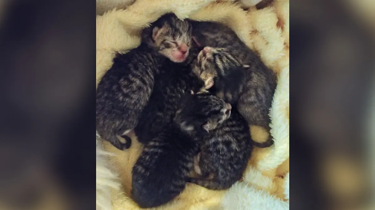 Die Kätzchen kuscheln sich zusammen