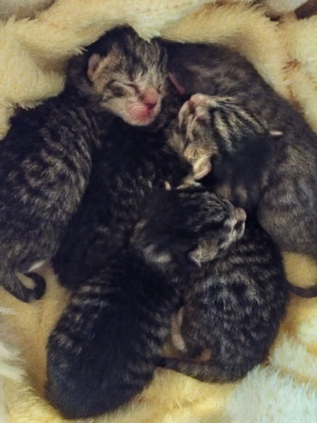 Die Kätzchen kuscheln sich zusammen