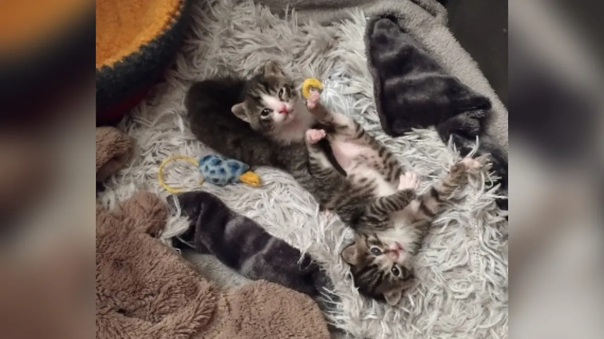 Im Warmen und in Sicherheit: Die Kitten erholen sich bei ihrer Pflegestelle