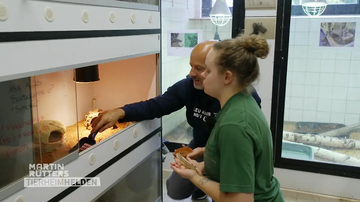 Detlef bei den Bartagamen zu Gast Futter mit Überwindung