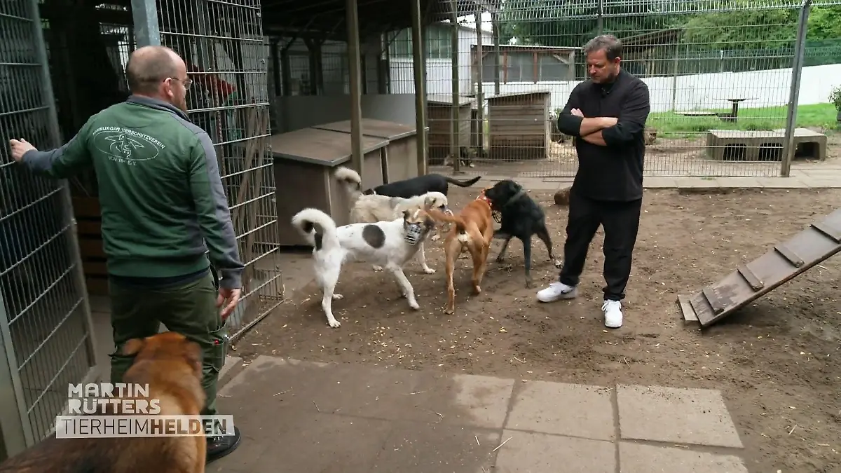 Ray wird in die Hundegruppe eingeführt Vorsichtiger Start