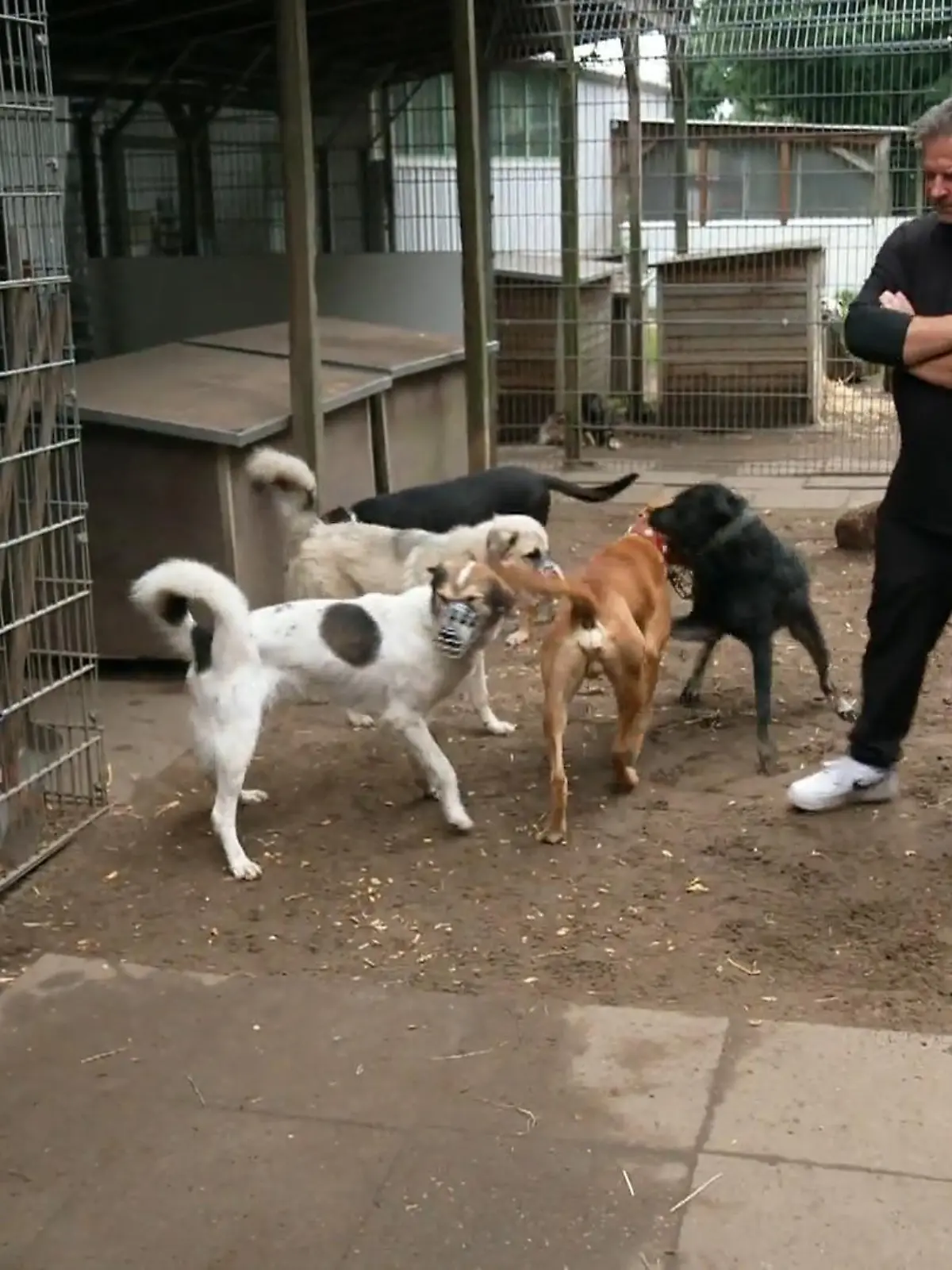 Bild zu: "Ray wird in die Hundegruppe eingeführt"