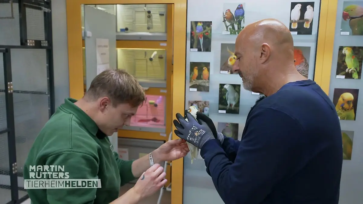 Detlef im Papageienhaus Laut, bunt, lebendig