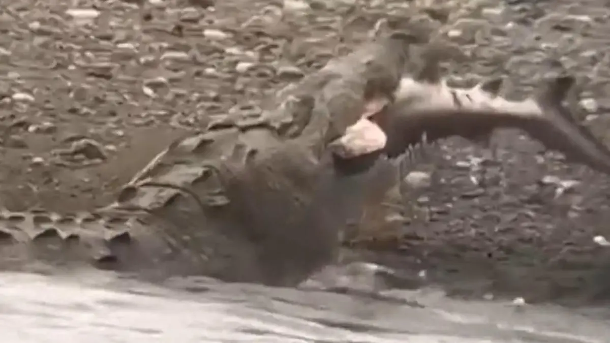 Krokodil verschlingt Hai am Stück – direkt vor Touristen! Raubtier frisst Raubtier