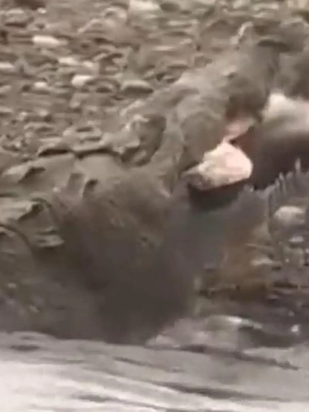 Bild zu: "Krokodil verschlingt Hai am Stück – direkt vor Touristen!"