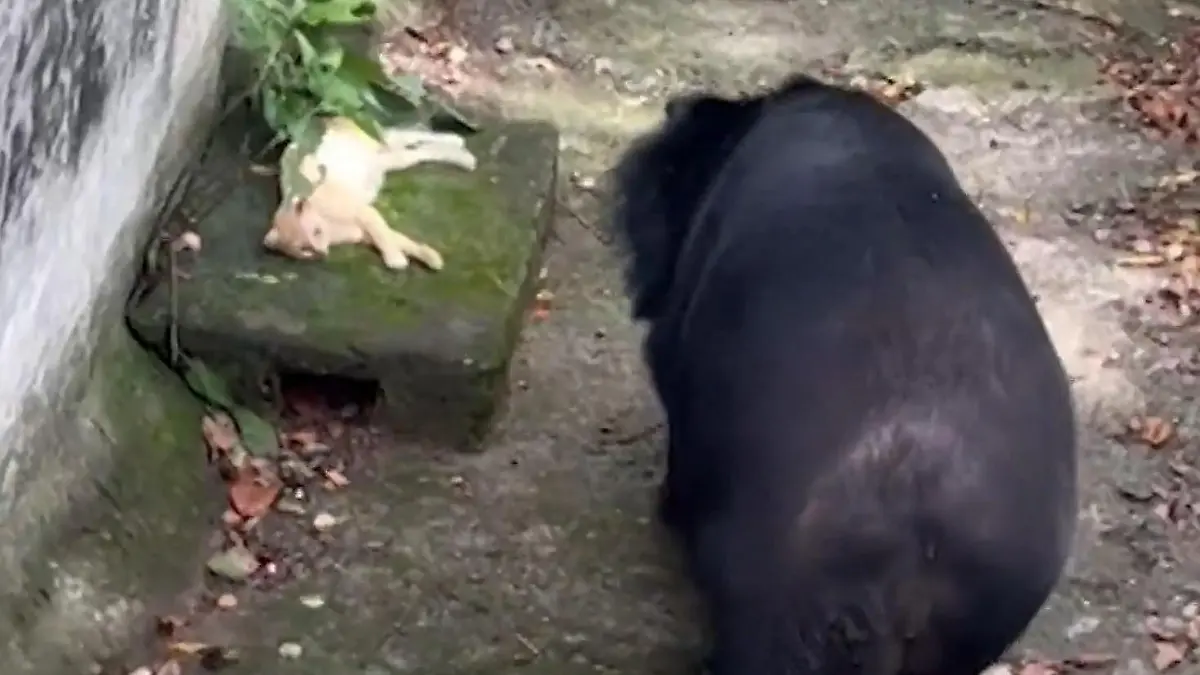 Zoobesucher schockiert! Kätzchen schlummert im Bärengehege – dann nähert sich das Raubtier Nur ein schlechter Traum?! 