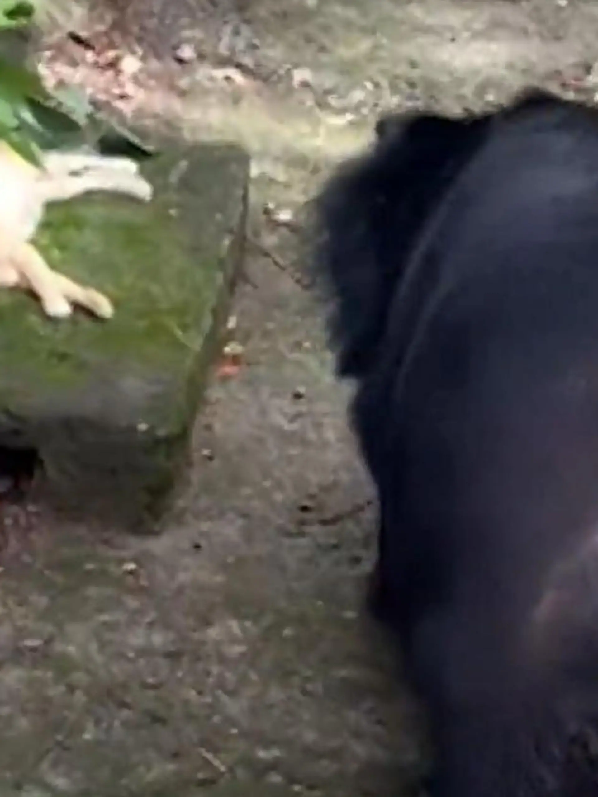 Bild zu: "Zoobesucher schockiert! Kätzchen schlummert im Bärengehege – dann nähert sich das Raubtier"
