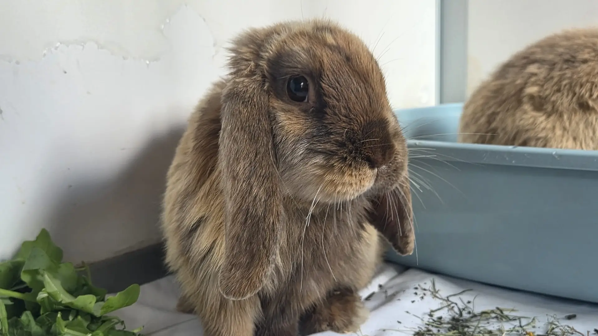 Zwei der Kaninchen konnten bereits in liebevolle Hände vermittelt werden.