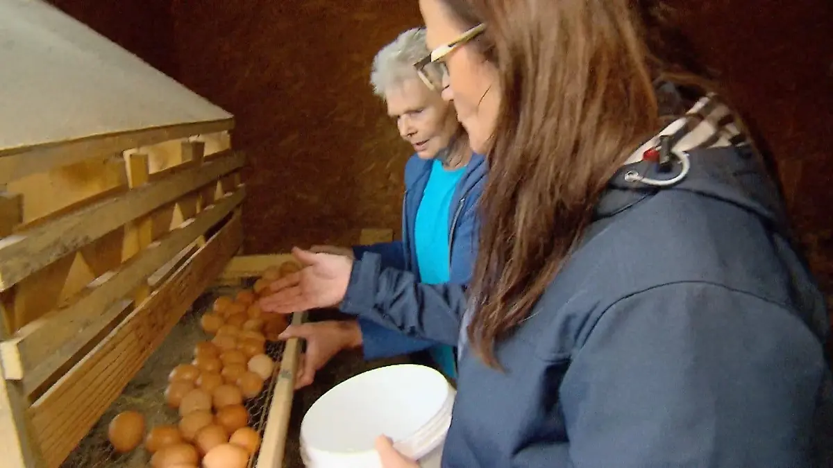 Die Eierfarbe erkennt man am Hühnerohr Nachhilfe bei "Bauer sucht Frau"