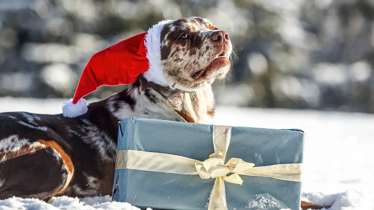 Eine schöne braune und weiße Leopard Labrador in einem festlichen Weihnachten Einstellung im Freien im Schnee