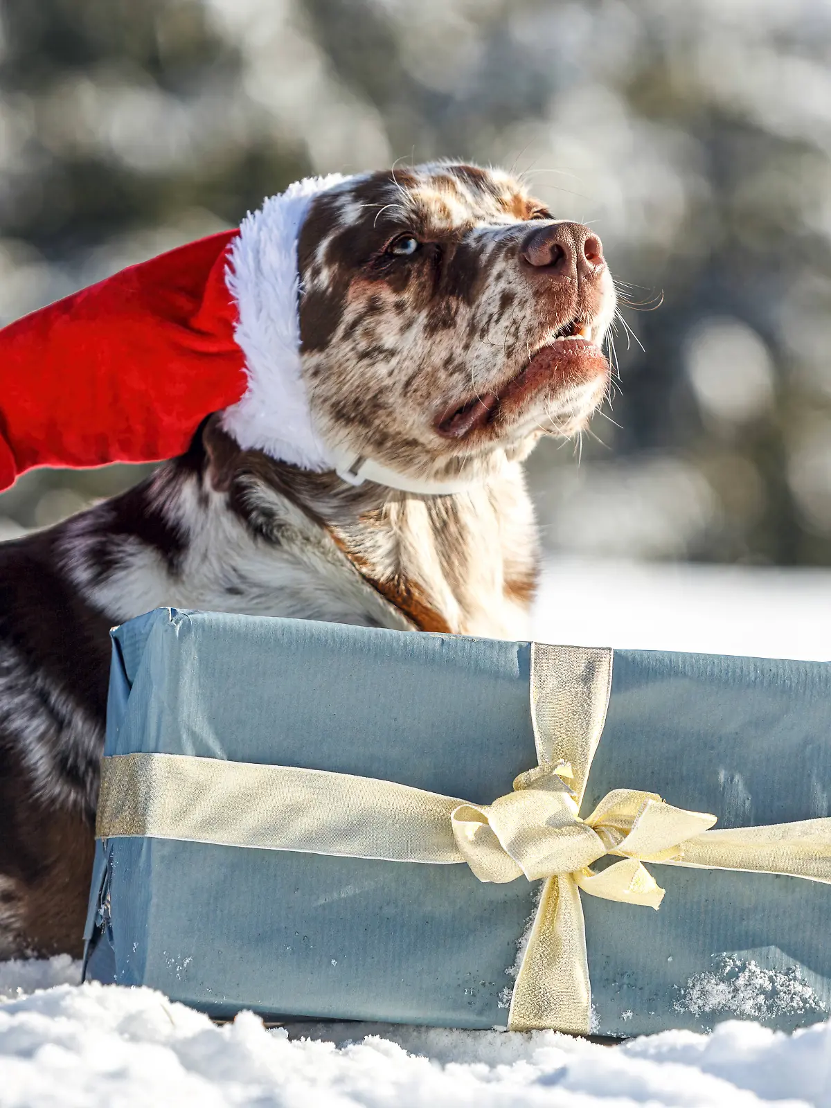 Eine schöne braune und weiße Leopard Labrador in einem festlichen Weihnachten Einstellung im Freien im Schnee