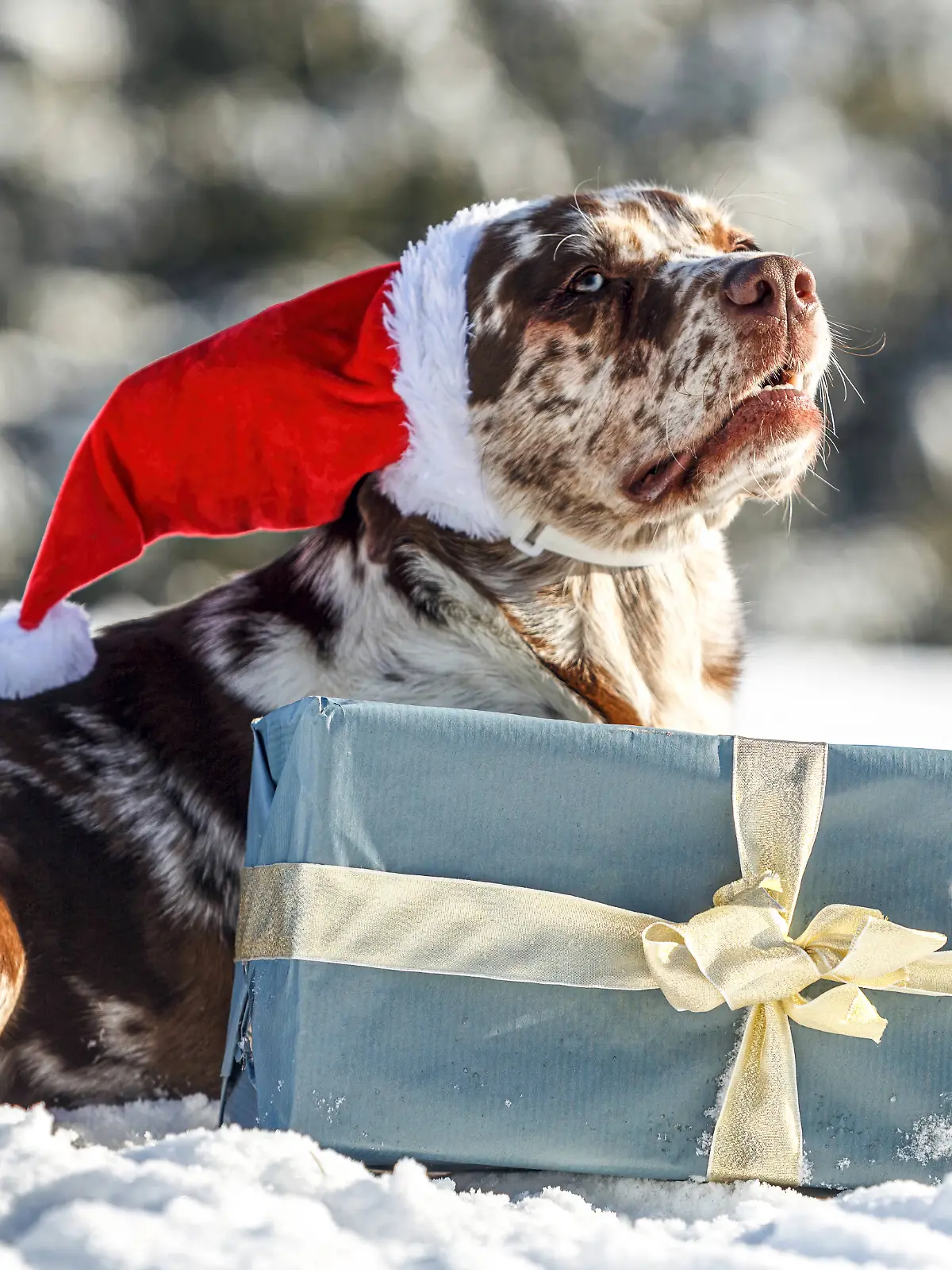 Eine schöne braune und weiße Leopard Labrador in einem festlichen Weihnachten Einstellung im Freien im Schnee