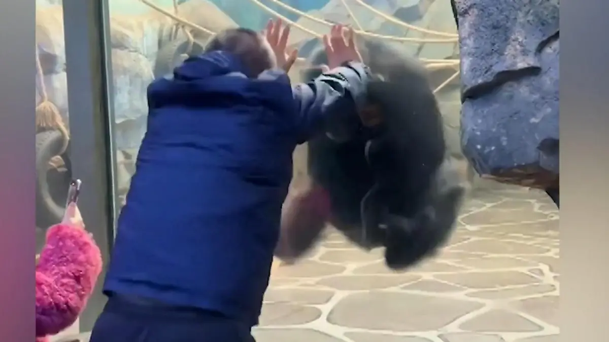 China-Mann-provoziert-Gorilla-im-Zoo-pl-tzlich-flippt-der-Affe-aus-