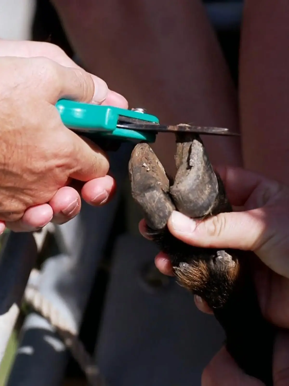 Bild zu: "Klauen schneiden mit Herz"