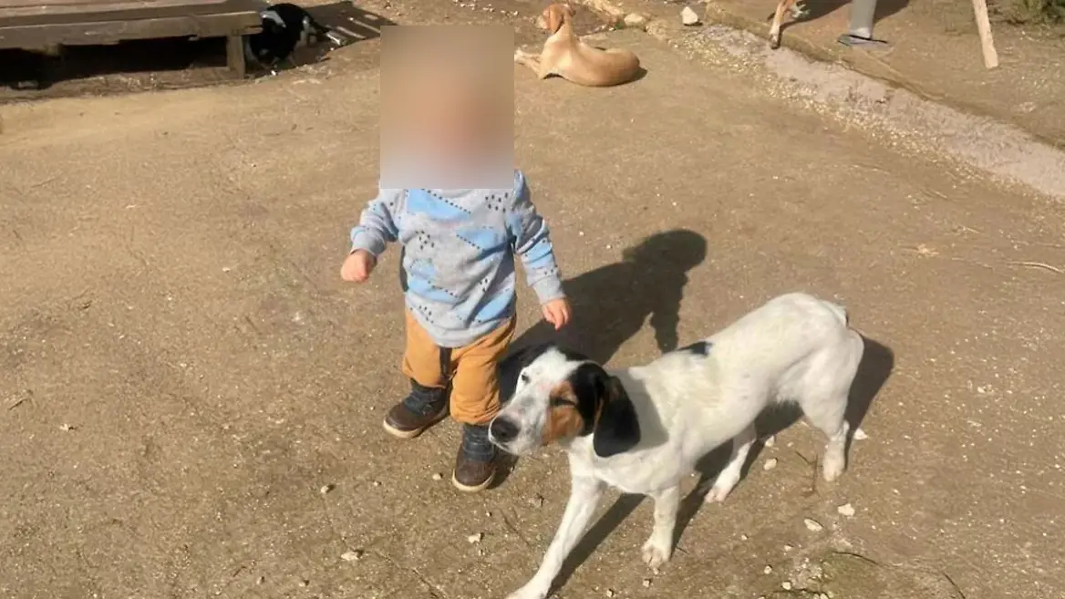 Griechenland-Pitbull-bei-t-Leon-2-tot