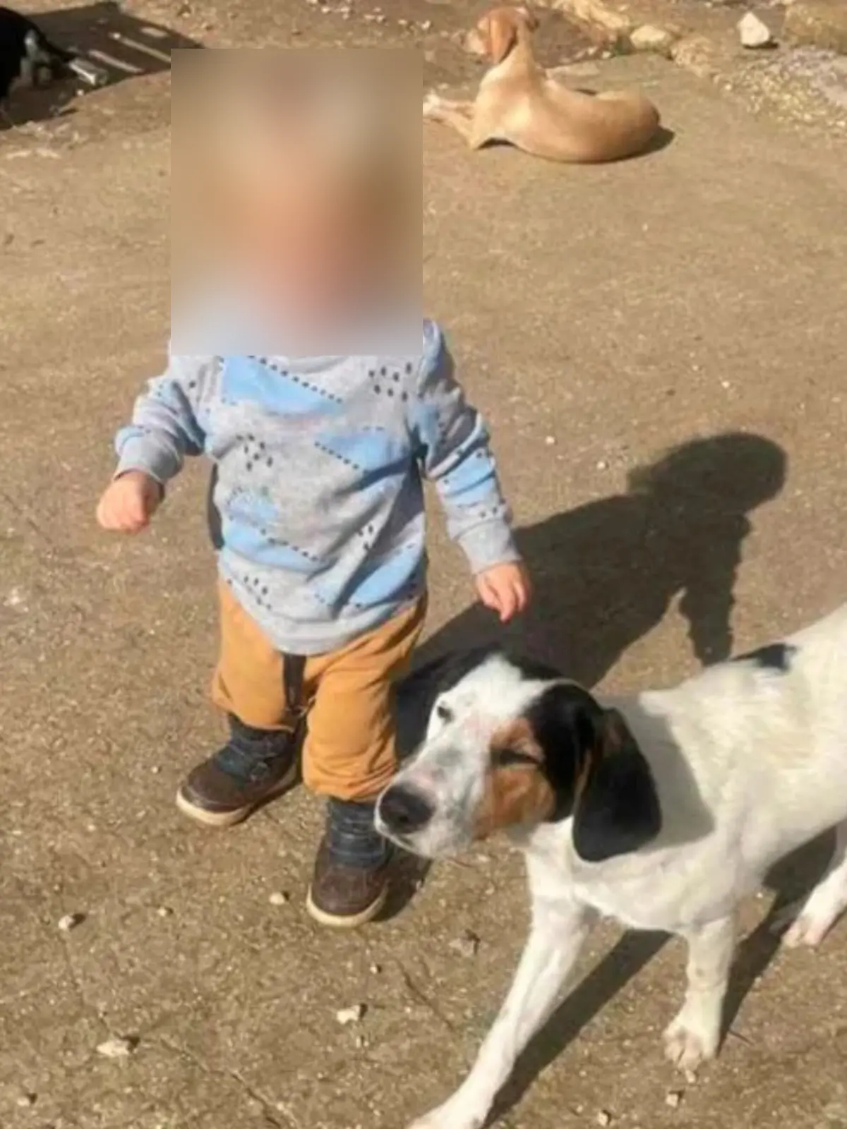 Pitbull-Angriff Griechenland