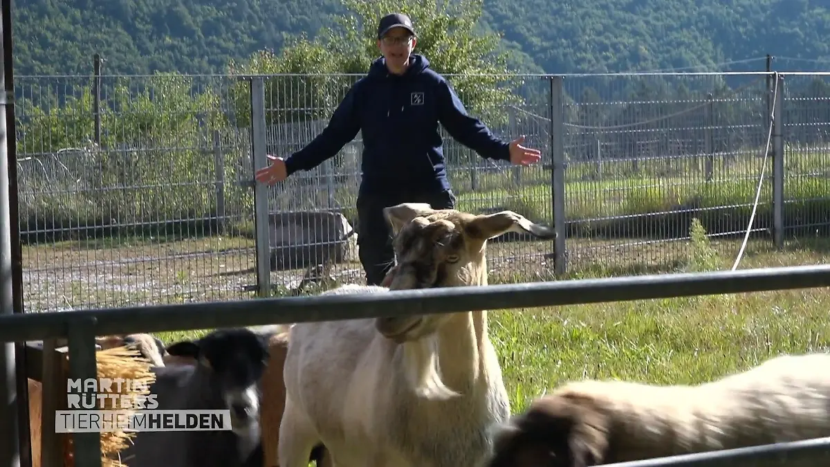 Chaos bei der Schaf-Pediküre Zeit für Hufpflege