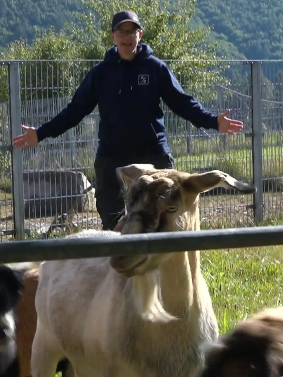 Bild zu: "Chaos bei der Schaf-Pediküre"