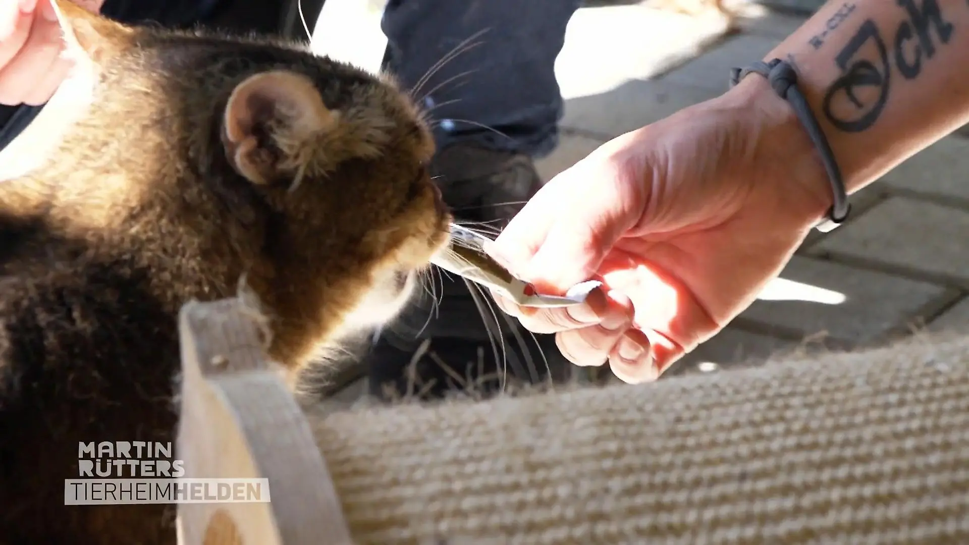 "Problemkater" mit Vergangenheit: Kann er Menschen wieder vertrauen? Wenn Vertrauen Zeit braucht