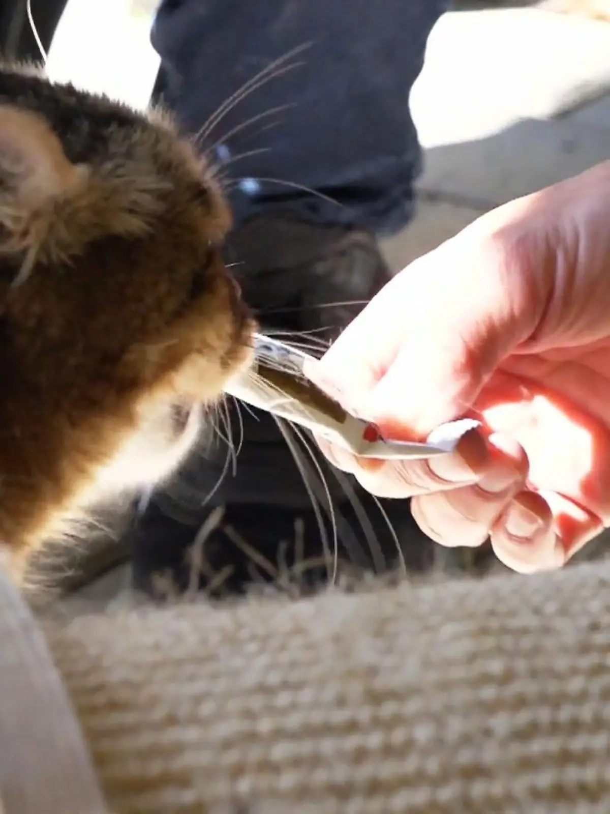 Bild zu: ""Problemkater" mit Vergangenheit: Kann er Menschen wieder vertrauen?"