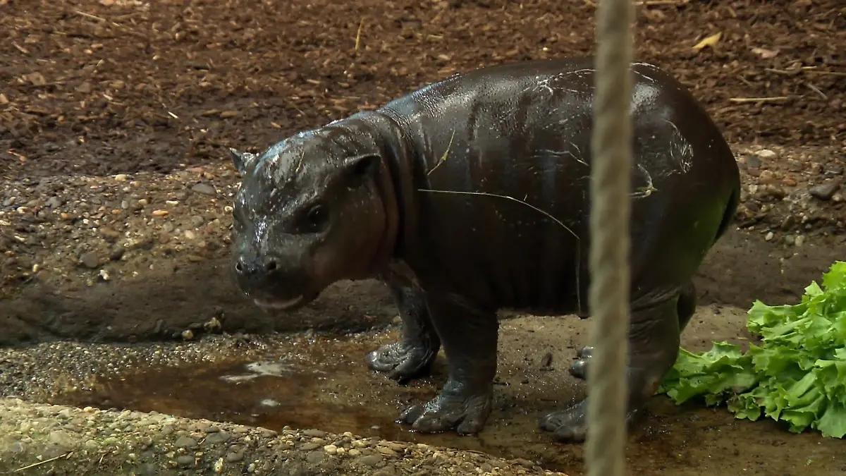 Neues-Hippobaby-im-Zoo-Duisburg-im-Panya-Fieber