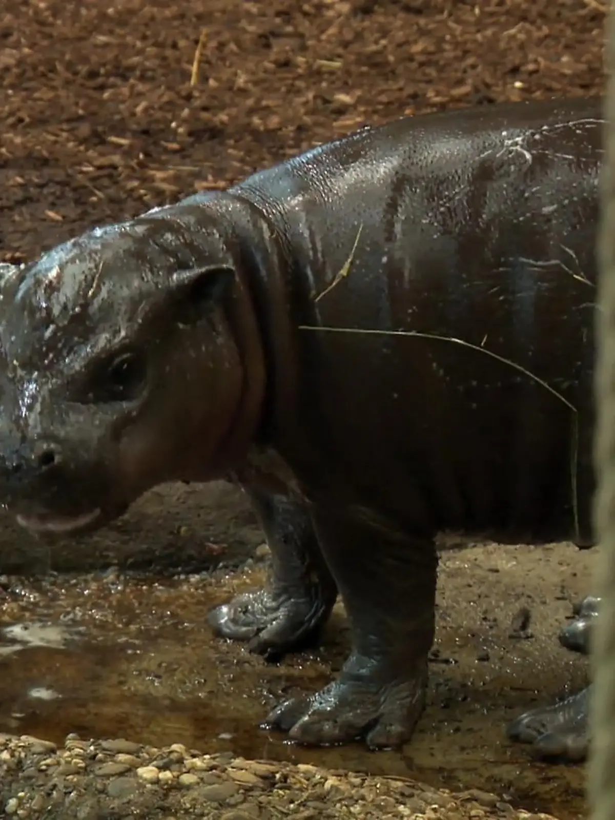 Bild zu: "Neues Hippobaby im Zoo"