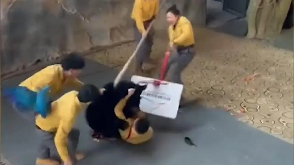 China-B-r-attackiert-Trainer-w-hrend-Vorf-hrung-vor-den-Augen-der-Zuschauer