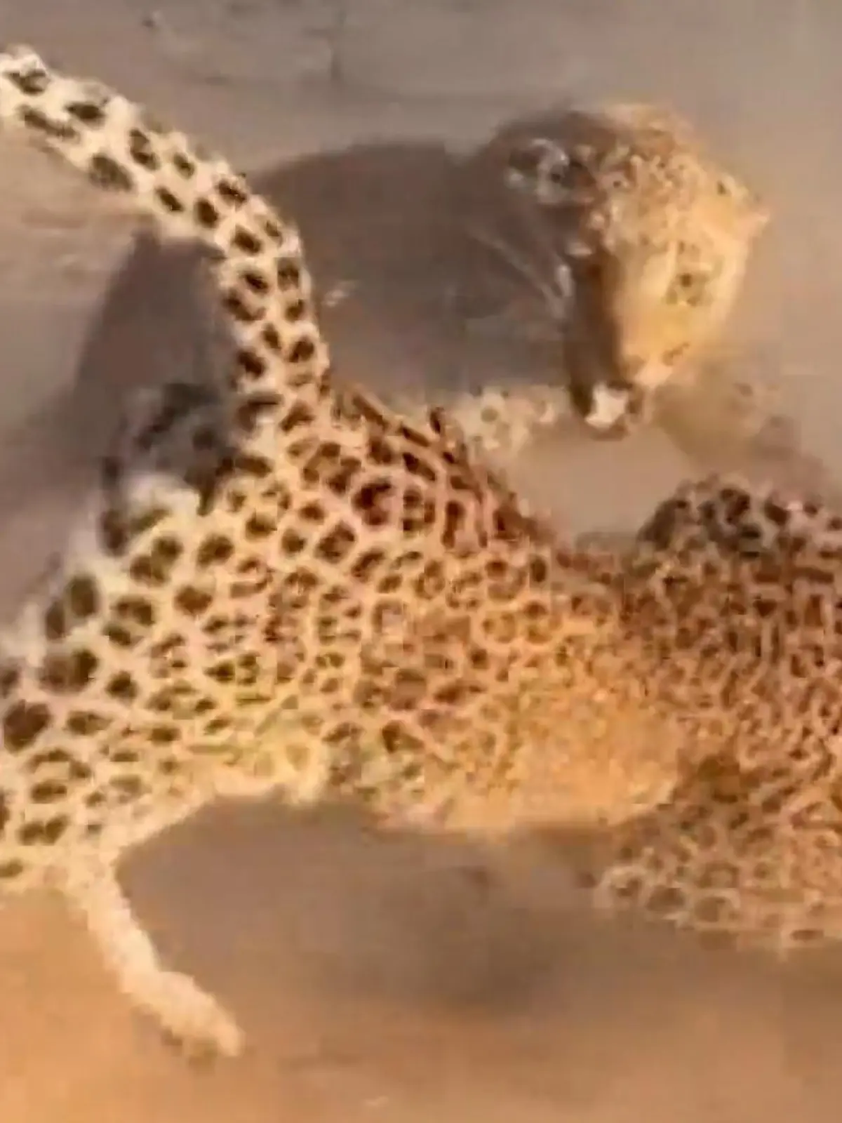 Bild zu: "Revierkampf unausweichlich! Leoparden-Damen fahren die Krallen aus"