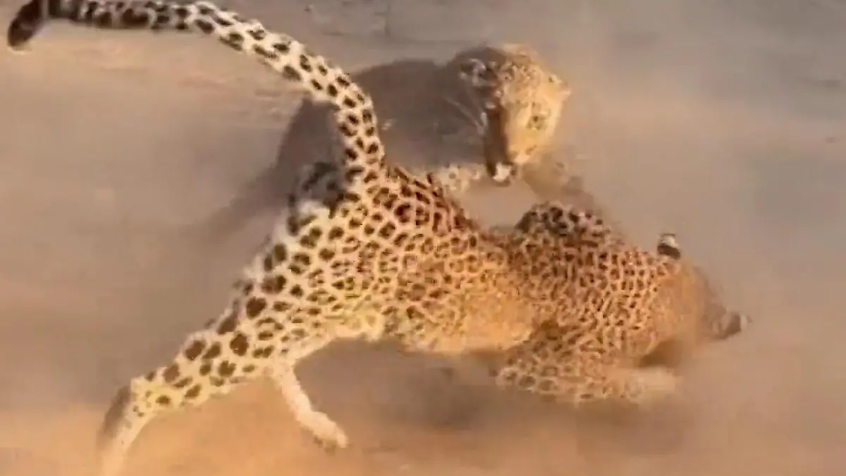 Revierkampf unausweichlich! Leoparden-Damen fahren die Krallen aus Es kann nur eine geben