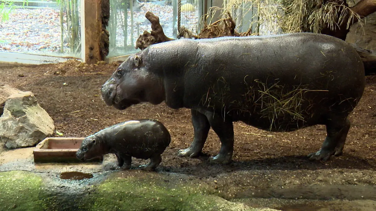 Ist das süüüüüüß! Flusspferdbaby verzaubert Zoobesucher Panya ist der Star in Duisburg