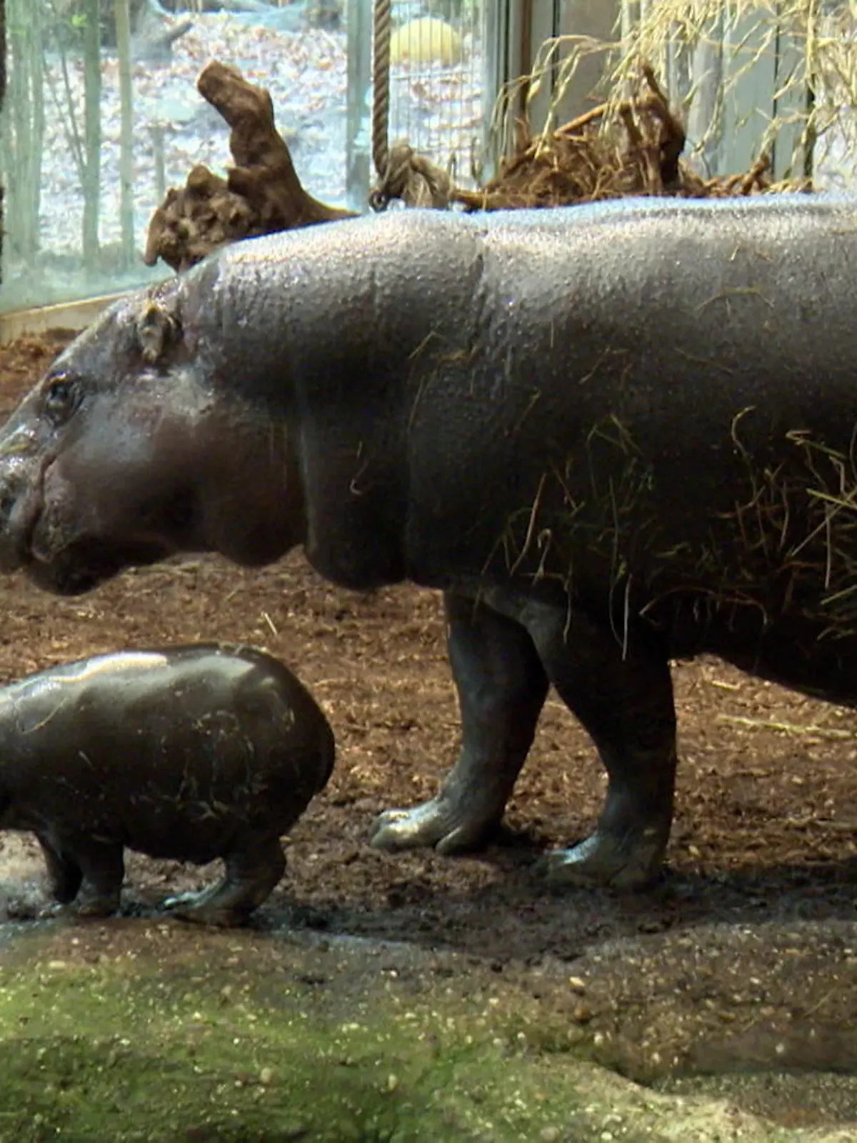 Bild zu: "Ist das süüüüüüß! Flusspferdbaby verzaubert Zoobesucher"